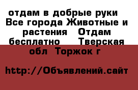 отдам в добрые руки - Все города Животные и растения » Отдам бесплатно   . Тверская обл.,Торжок г.